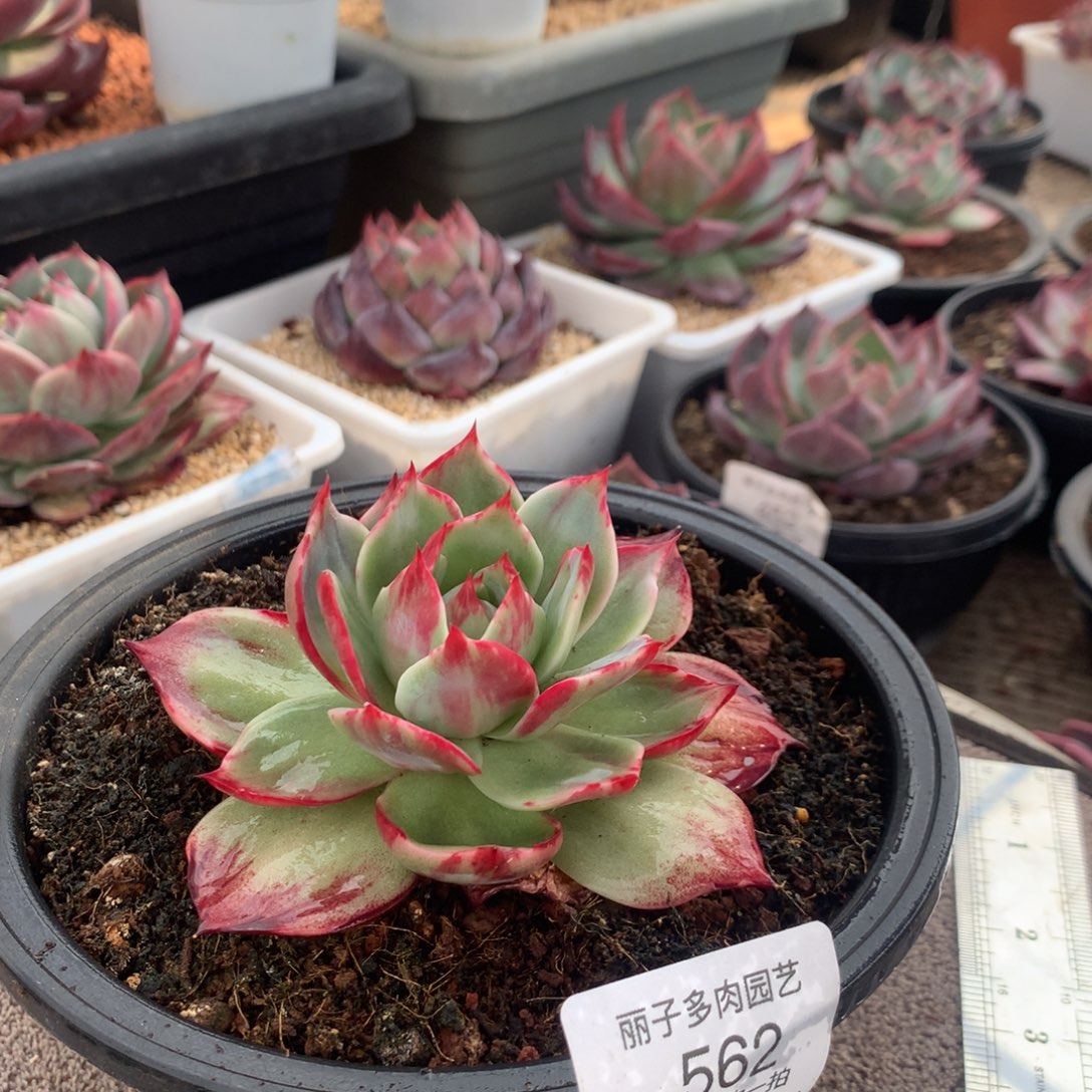 562惊鸿宽叶外翻拉丝。尺寸10。多肉植物