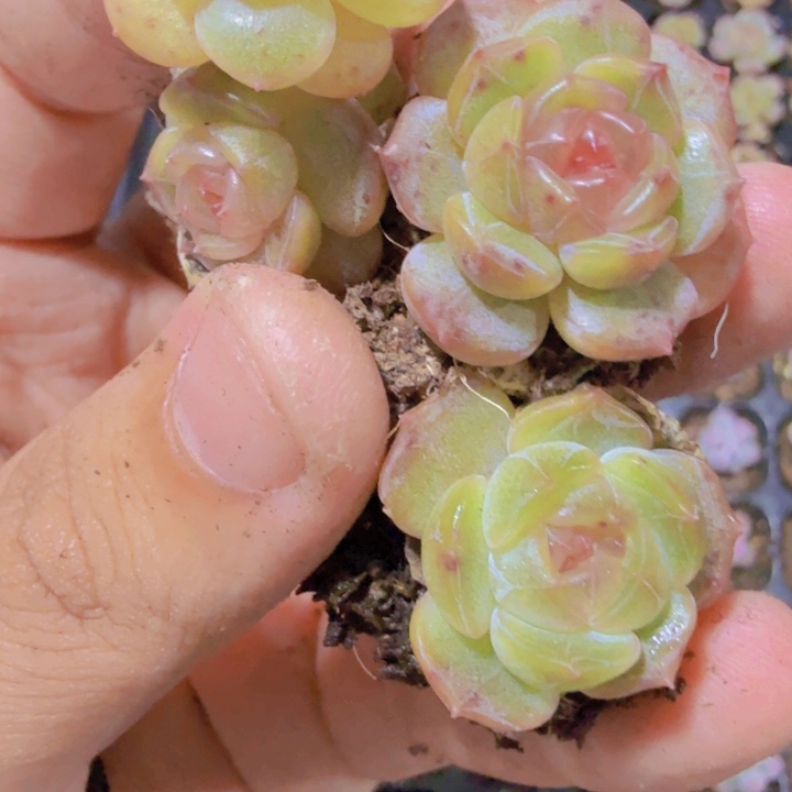 白恋穴盘五颗一组