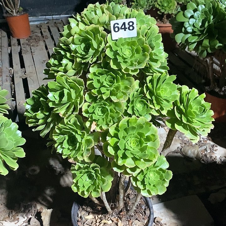 夏**雨法师植物一物一拍648