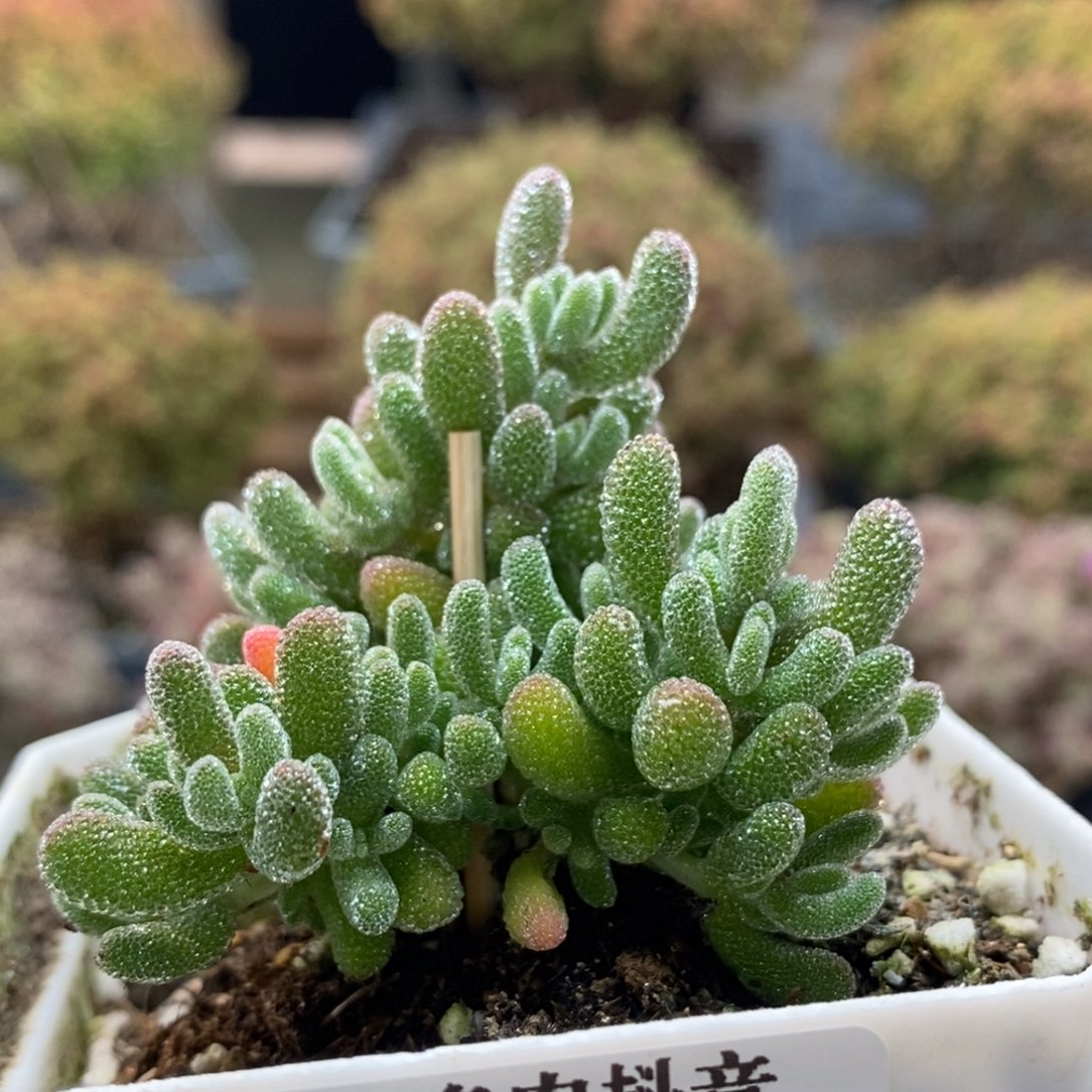 优选冰晶5948枝干番杏