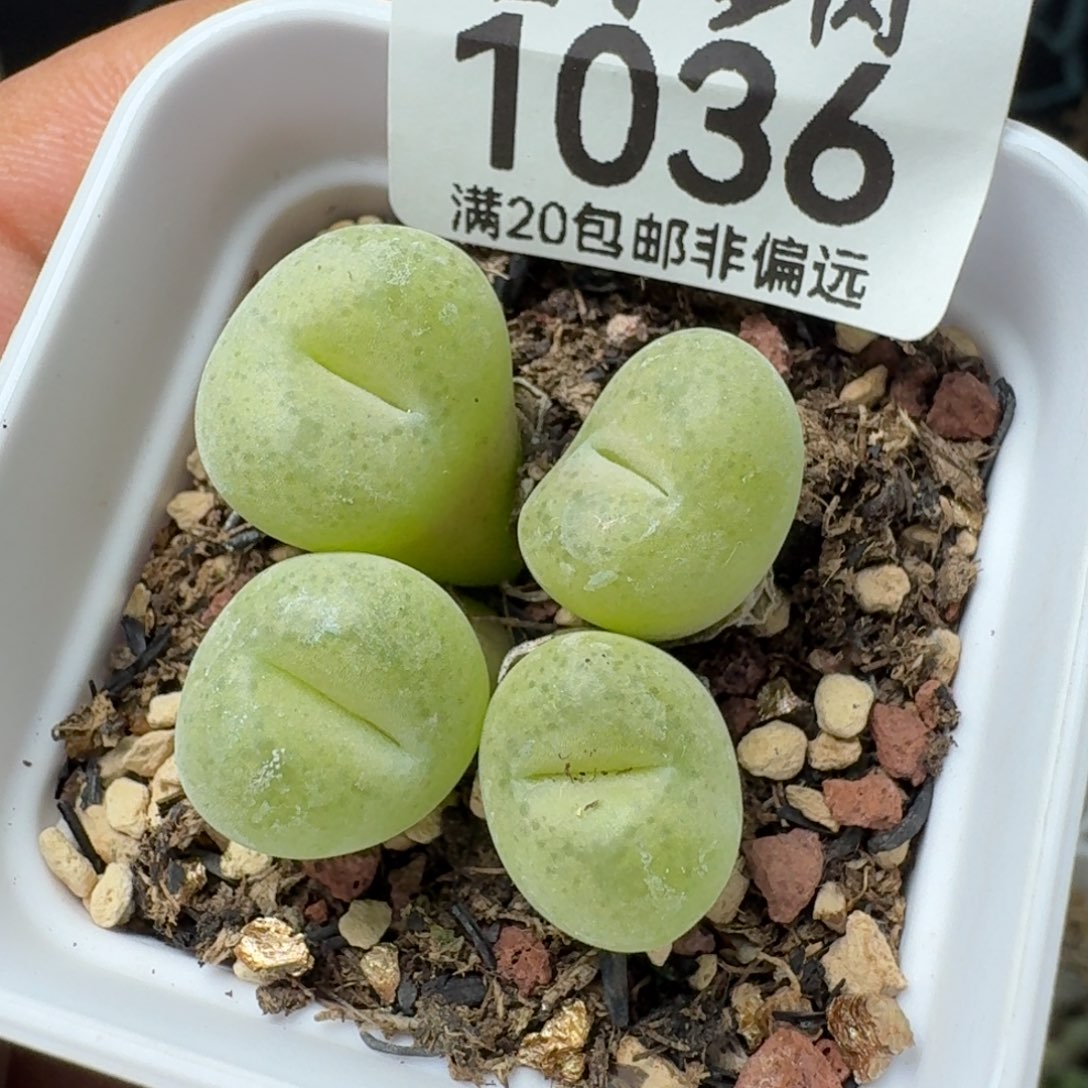 空卡带盆土。           