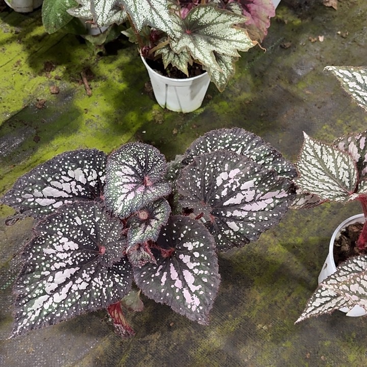 完全开放重彩蝶衣