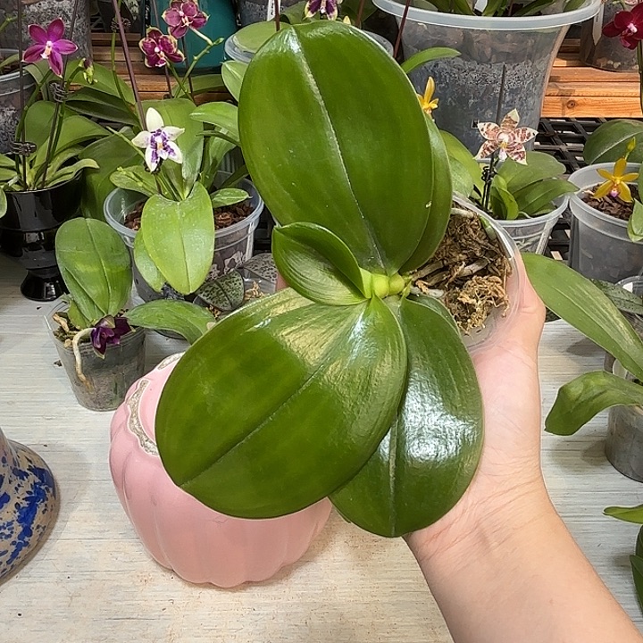 地***藏当前无花栽培后可以开花