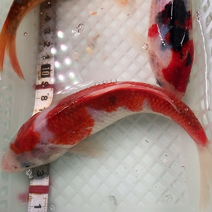 锦鲤冷水锦鲤包邮