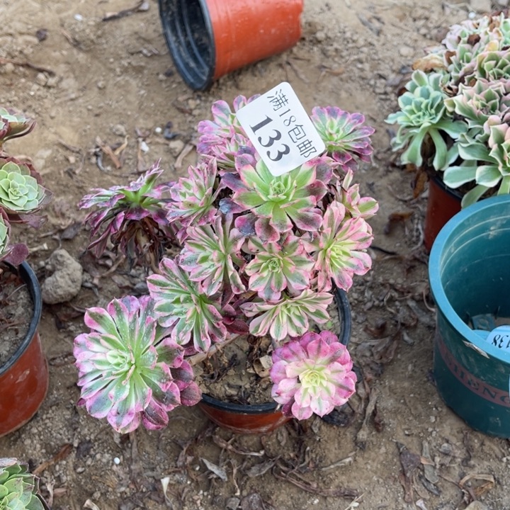 向***姐133铜壶白手捧1号棚