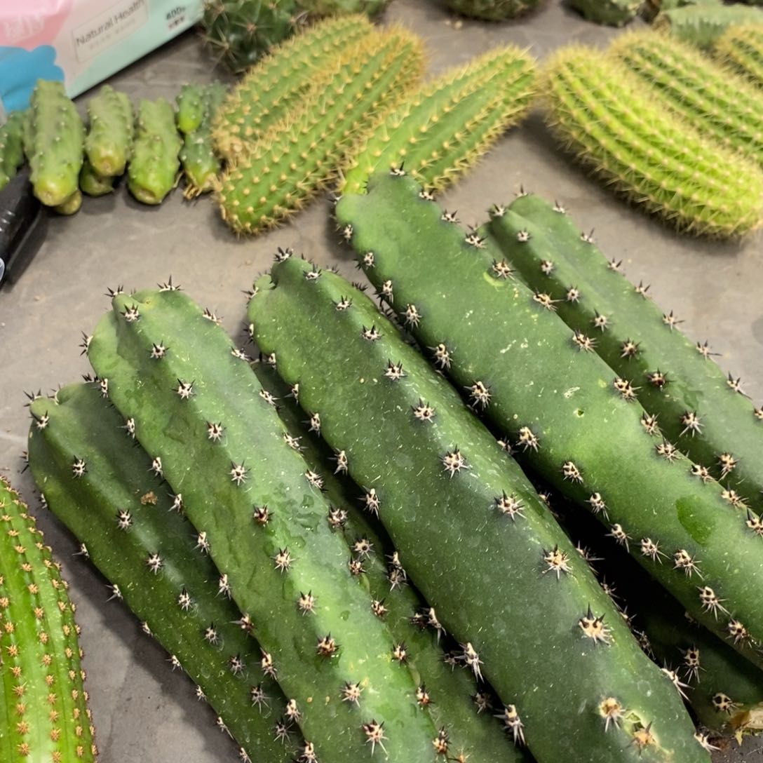 黑刺绣谱实生一代侧芽保15公分