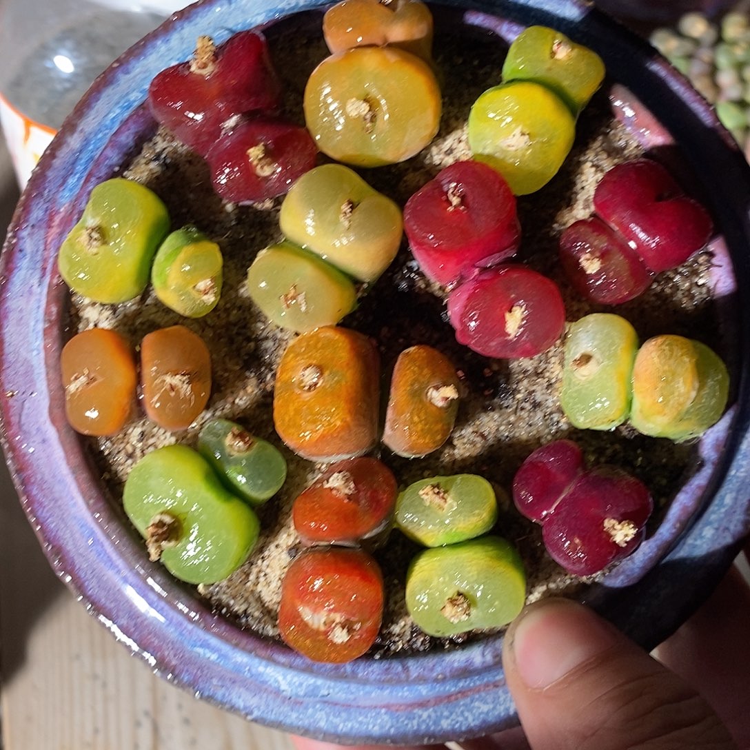 2301。  一组双头蟠桃。  