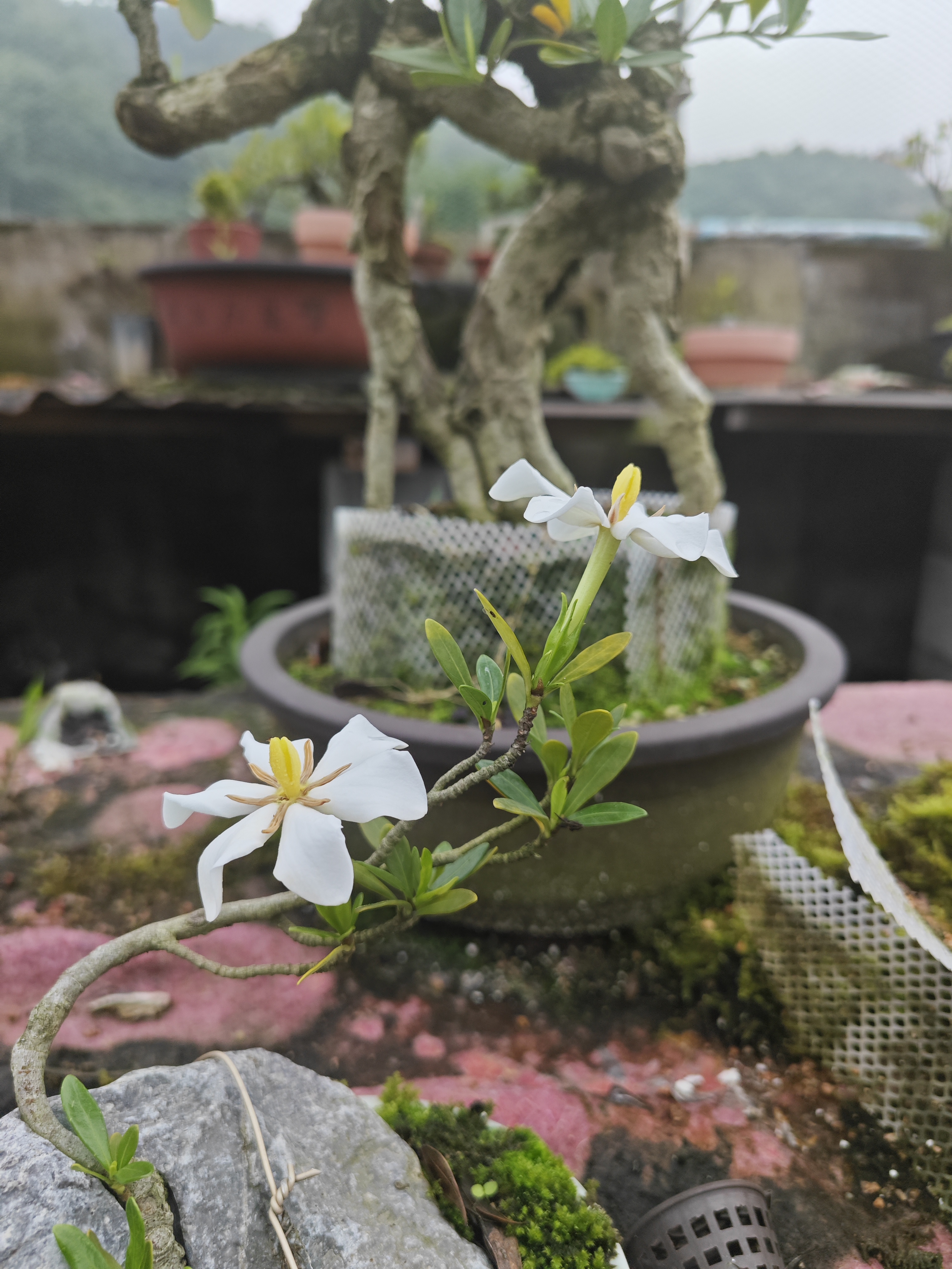 栀子花小叶栀子花水横枝盆栽绿植。四季常青。