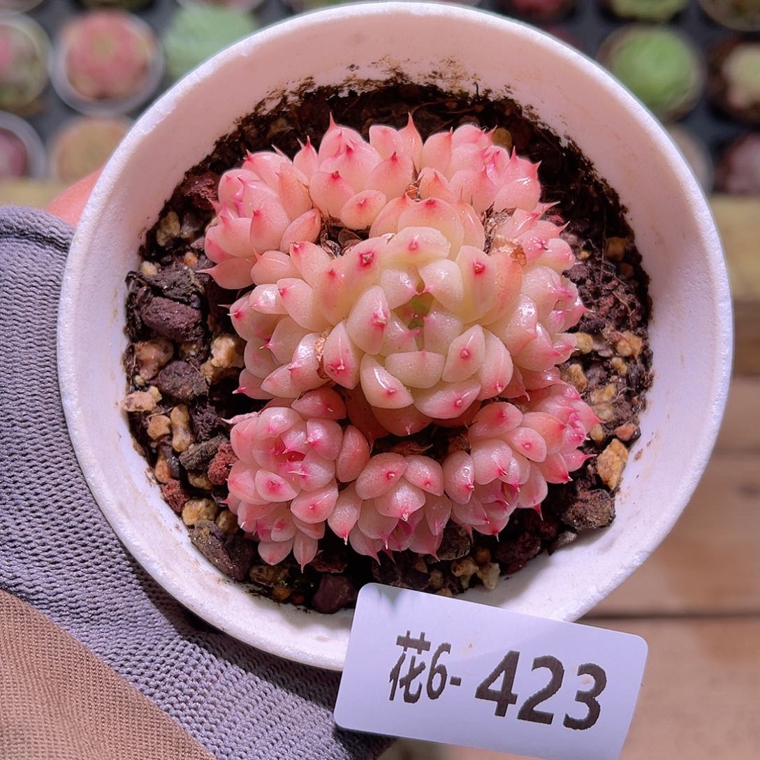 花06-423海王群生