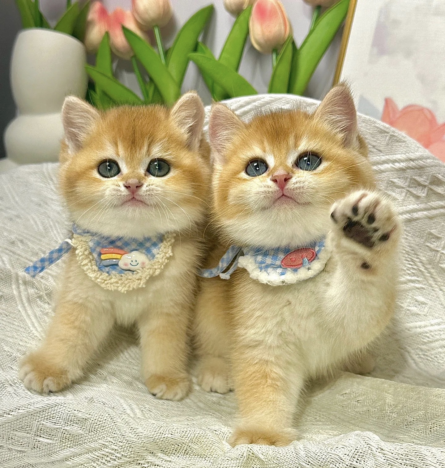 猫咪100元代金券