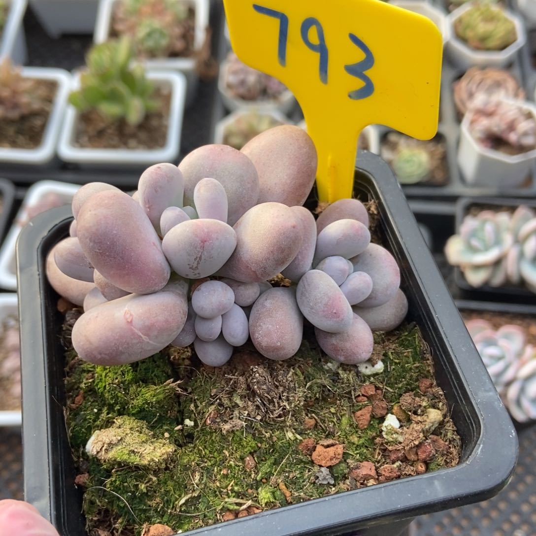 793鸡蛋奶酪多肉植物保护