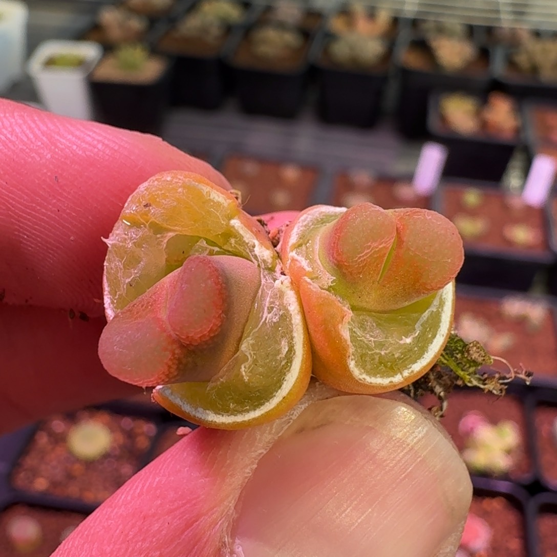 云缦精品番杏7.77熊猫萝莉系列