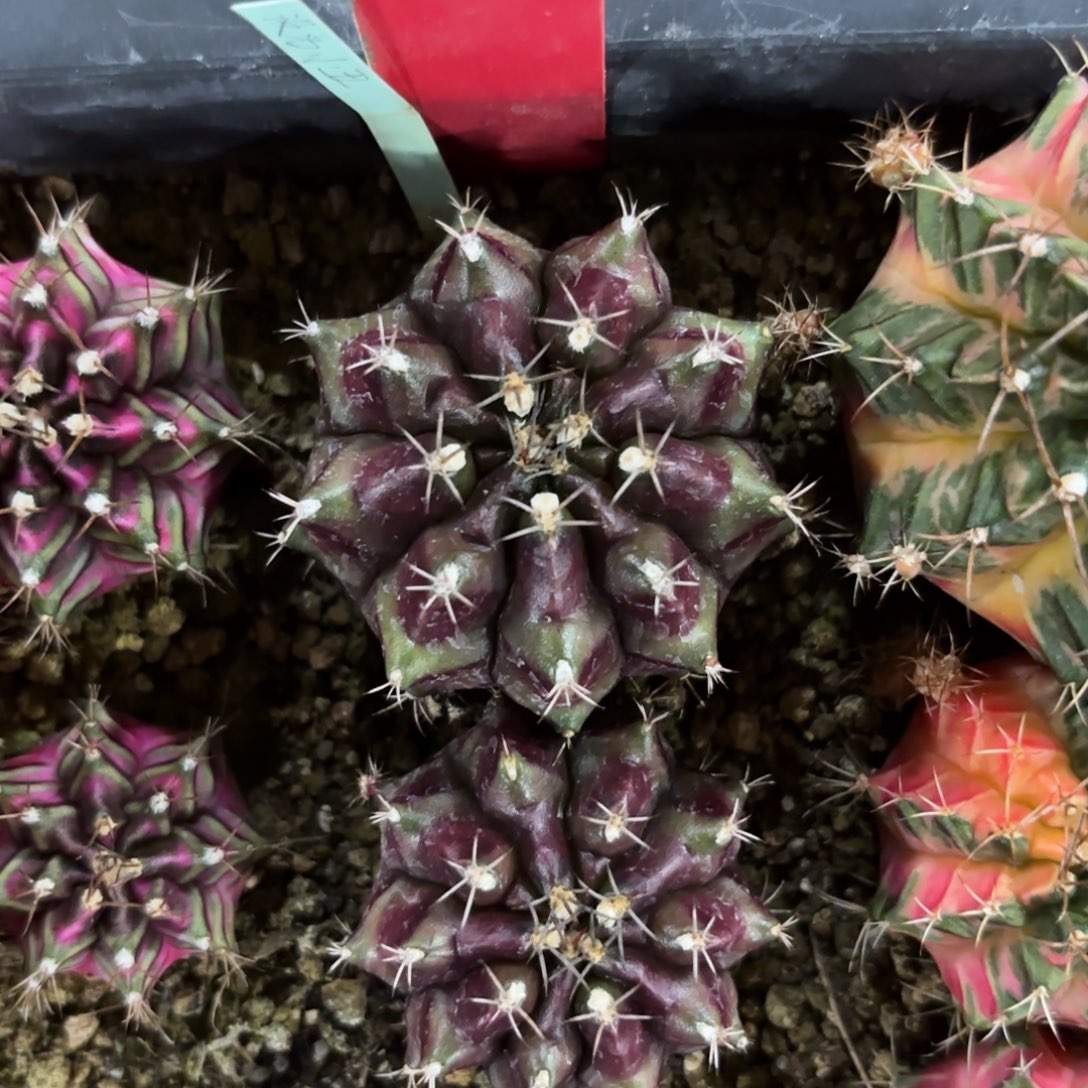 泰国米哈小丑710-1129