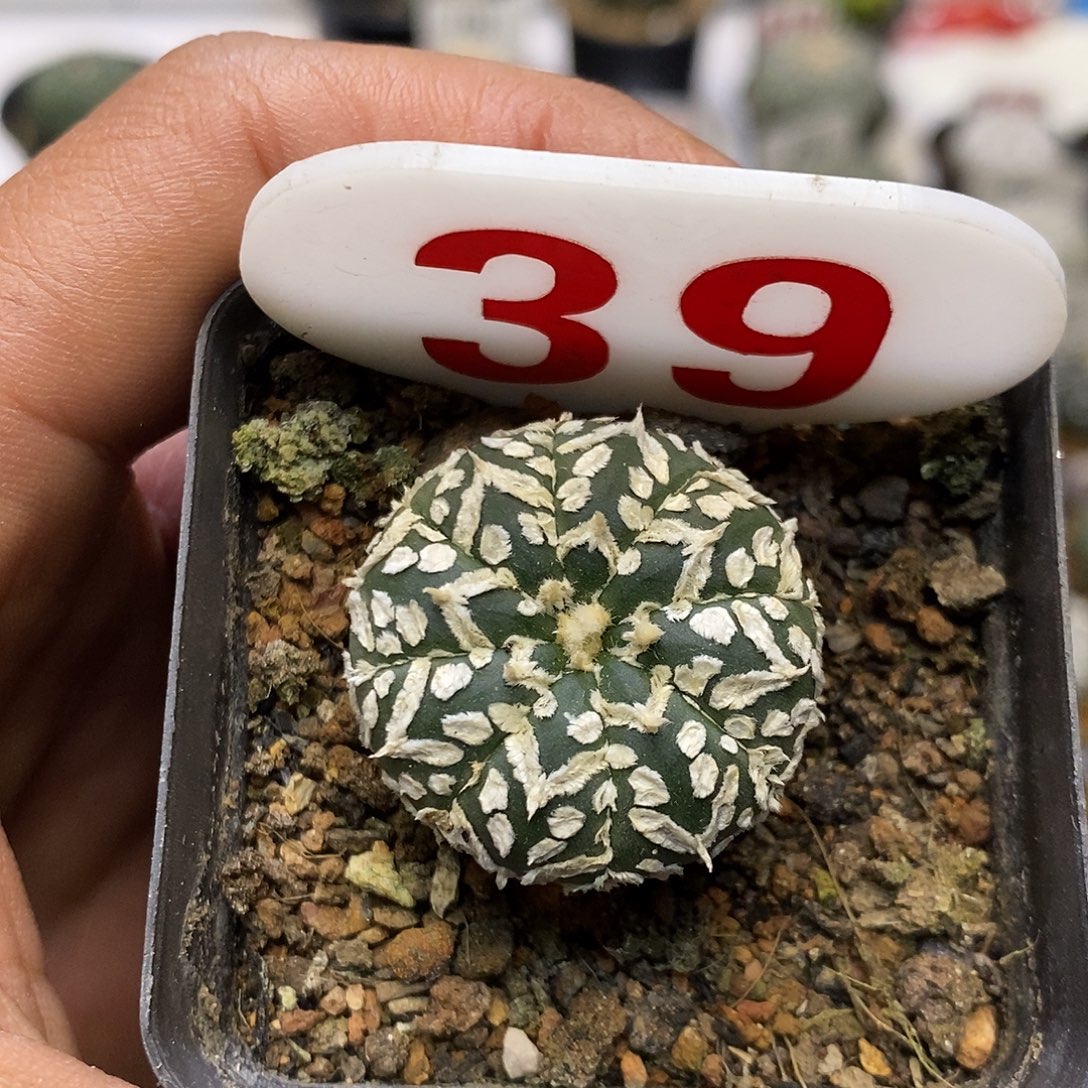 39特价款特价咯福利