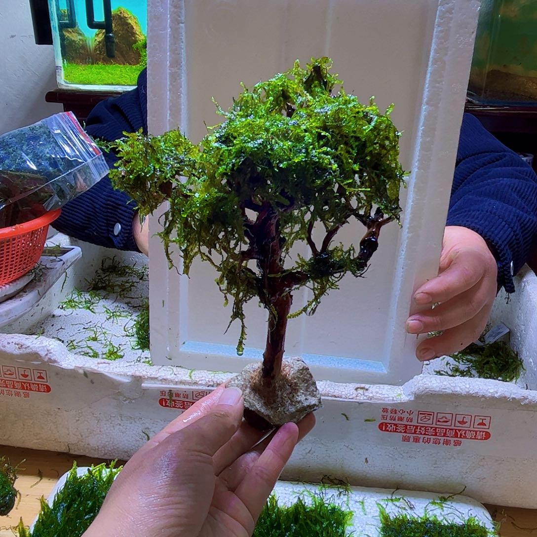 莫斯树成品带水草