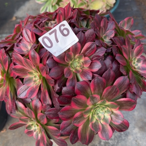 076安娜25厘米左右