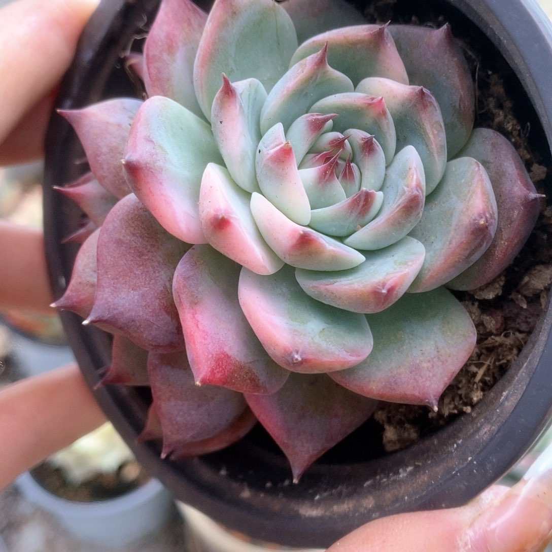 D145锦锦锦锦锦锦