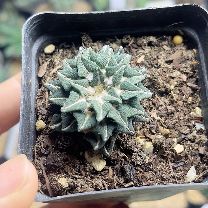 黑牡丹3.7公分实生苗自根牡丹