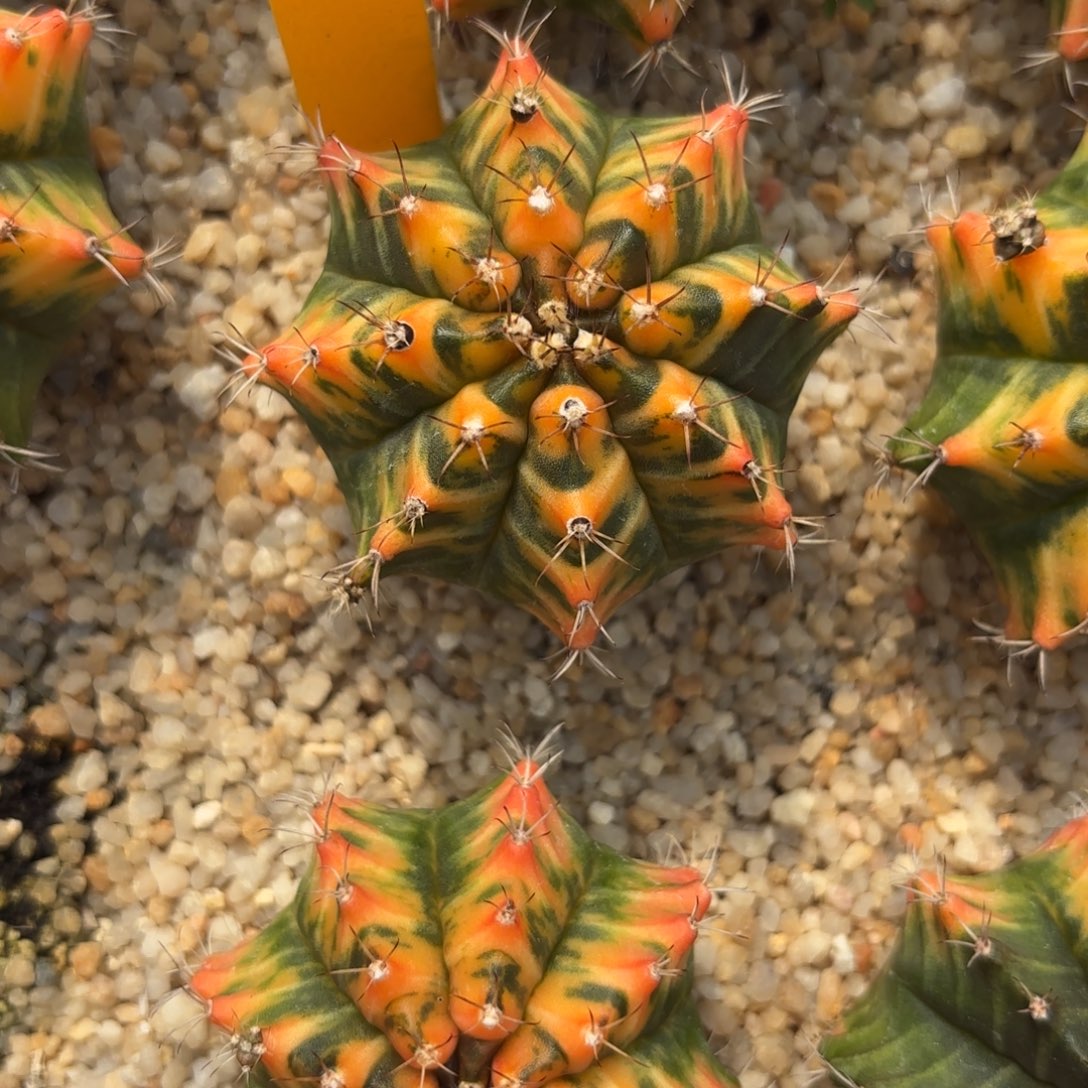 15-1220泰国发货多肉