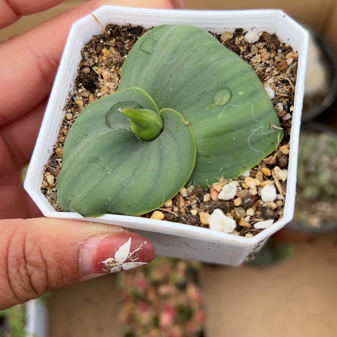 多肉植物艳镜开花