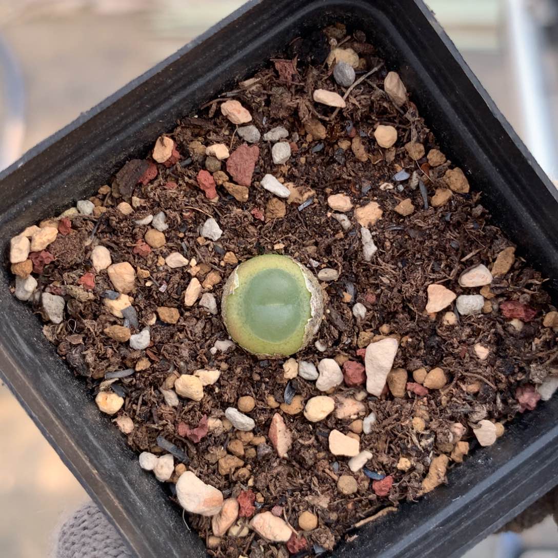 513紫皮拉登一颗