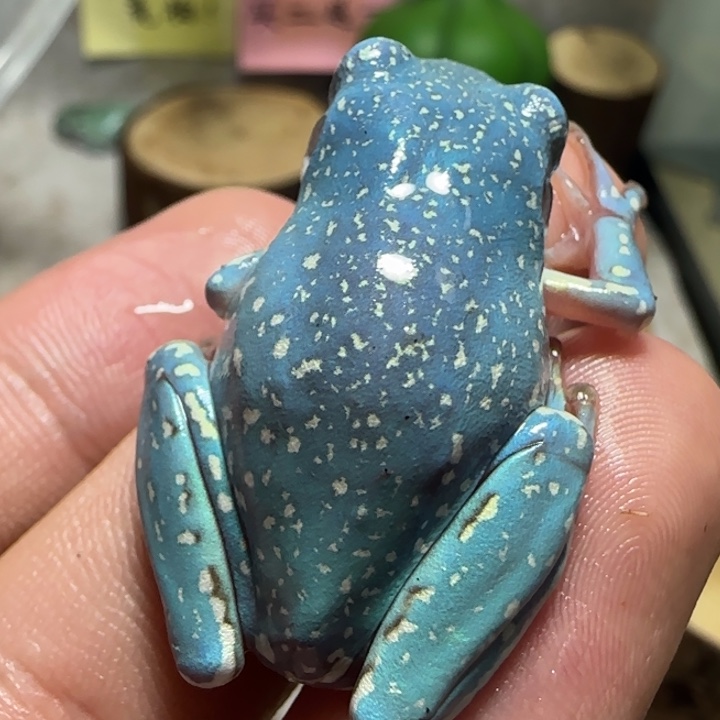 老爷树蛙11 魔鬼蓝满暴雪