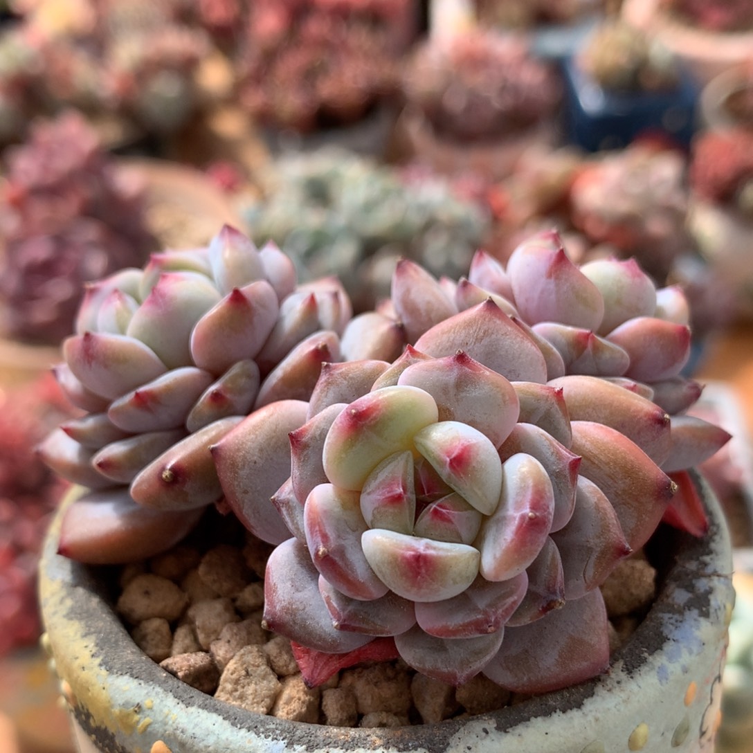 星星橙一物一拍 019