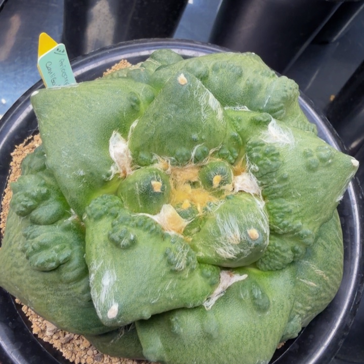 达摩外星怒巨大型