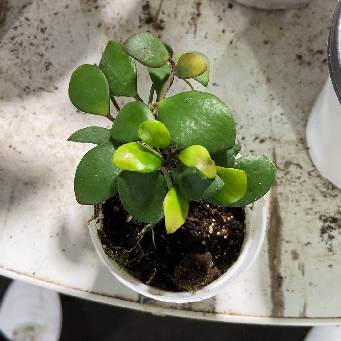 l***嘎完全开放清秀球兰19