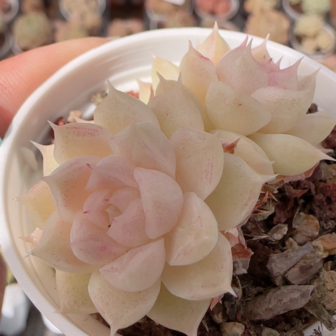 花语多肉1227-232散