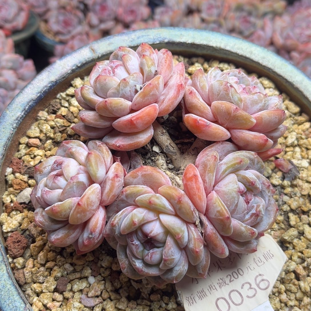 绿底紫心036/11cm5头