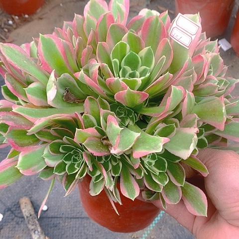 101雨花石多肉植物