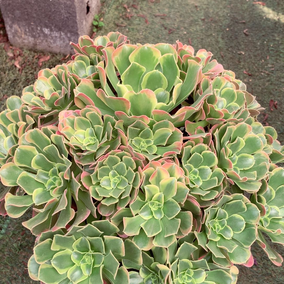 特斯拉，多肉植物的
