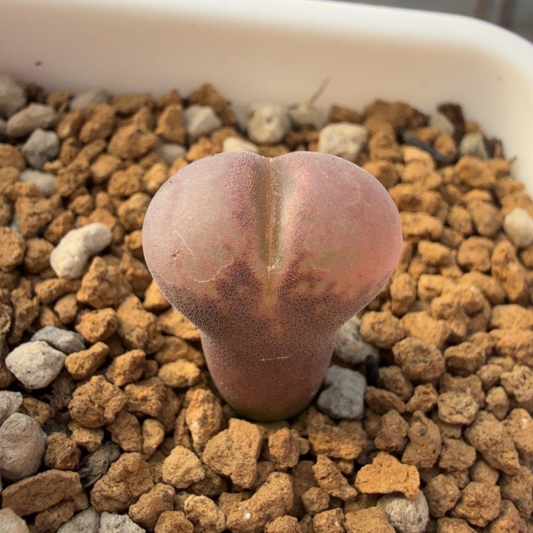 买3送一 2年c10 11-20-h2