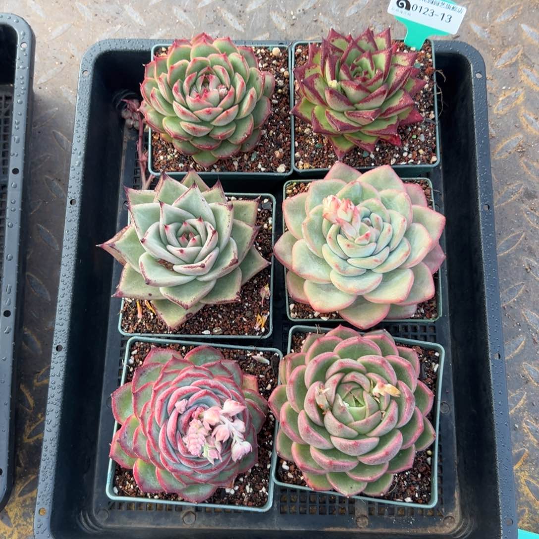 多肉一物一拍0123-13