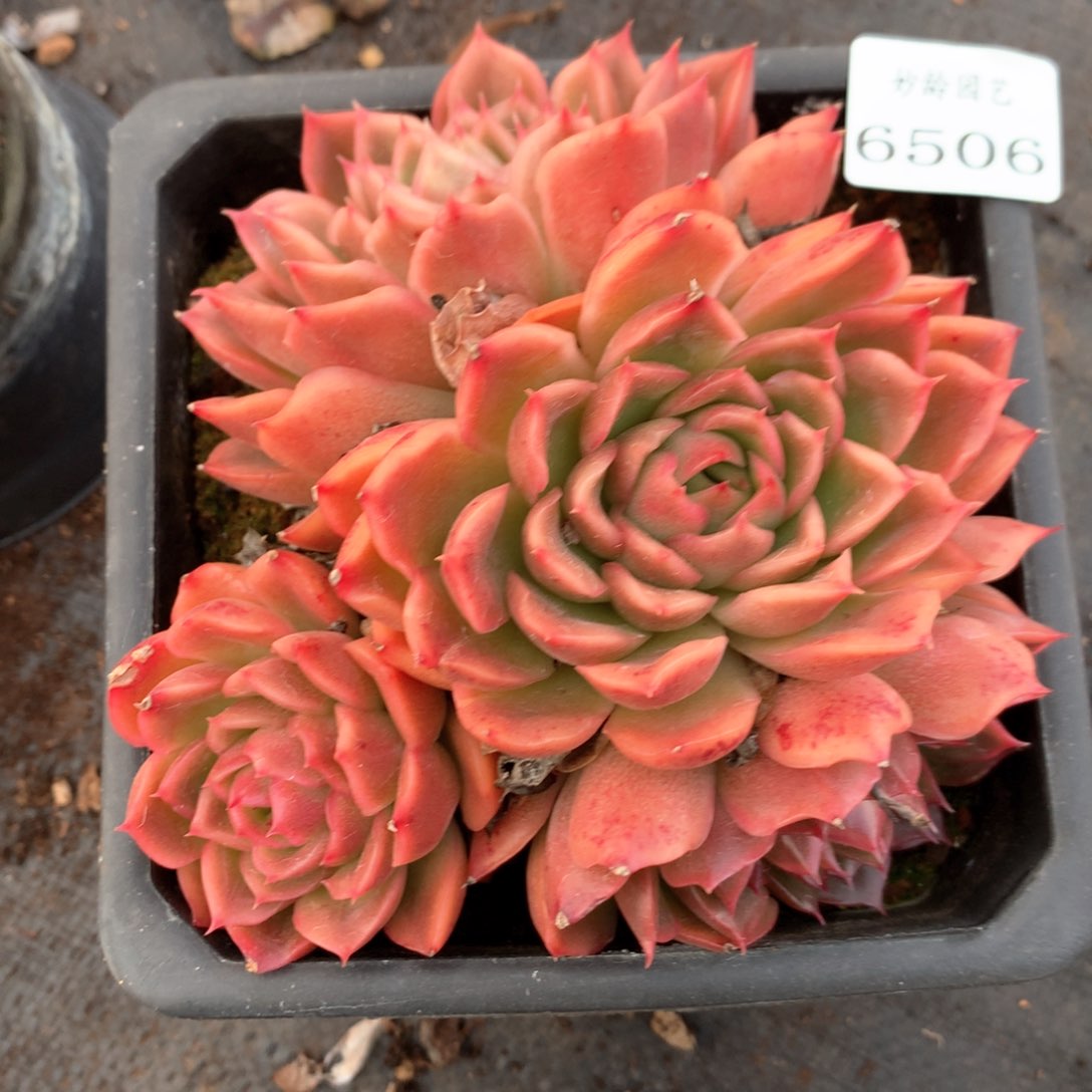 6506不包掉头整散不售后