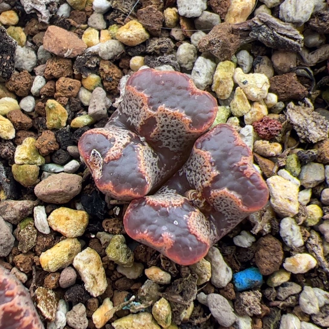 0105号超碟 多肉植物