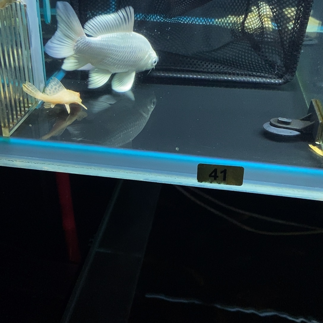 T***K蝴蝶鲤鱼41号白色蝴蝶鲤一条