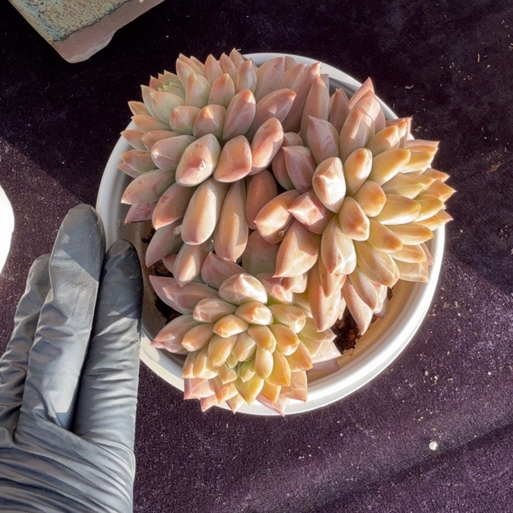 駿***）一物一拍的多肉植物的的