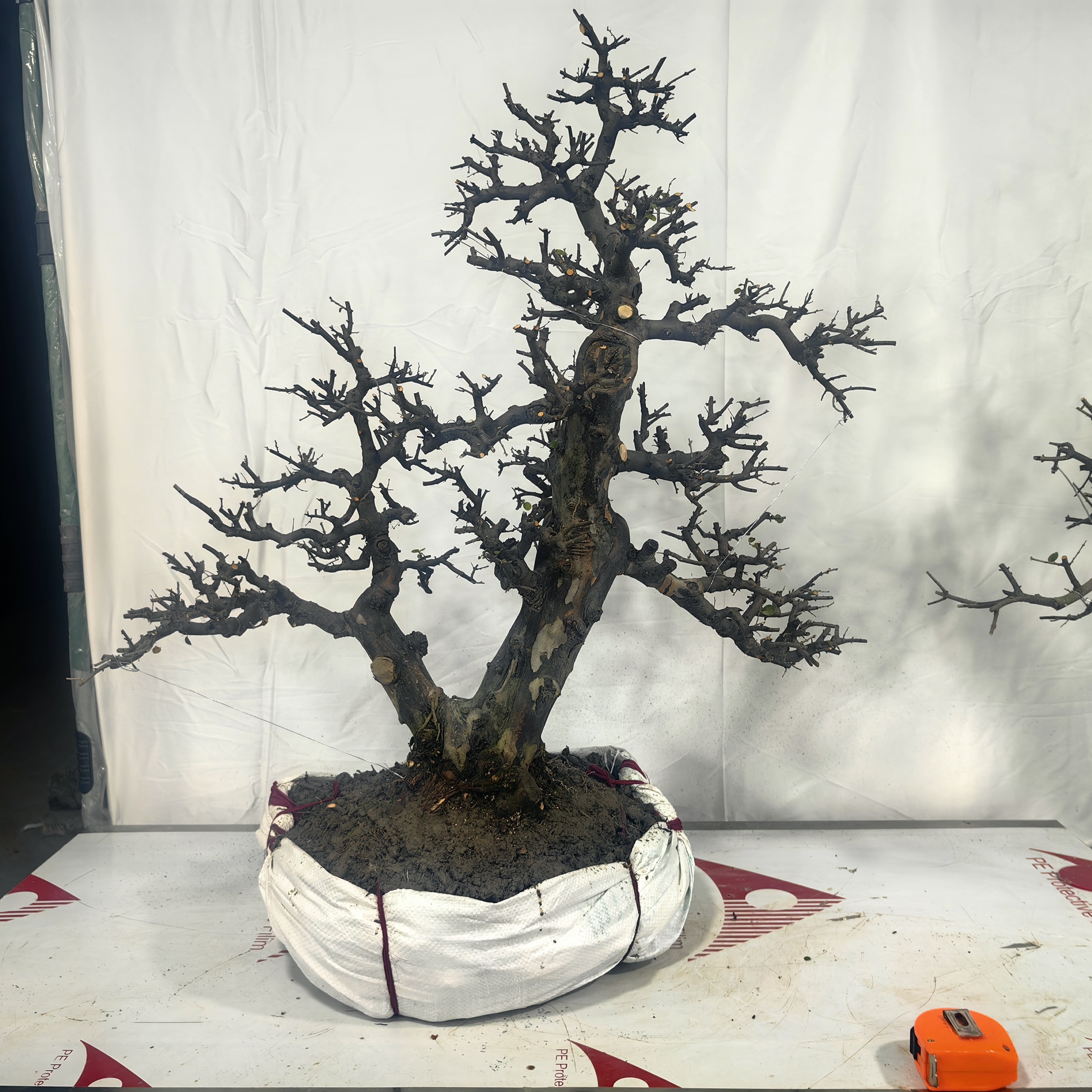 精品双杆雀梅盆景