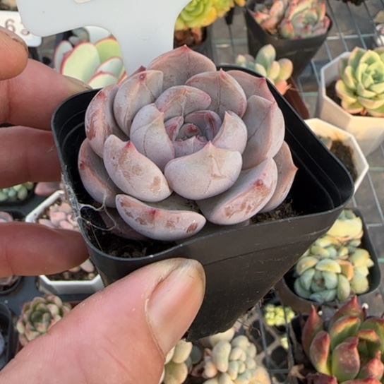 685夜莺一物一拍多肉