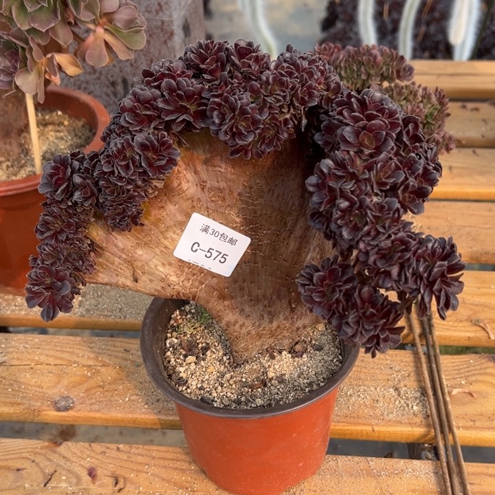 575 欧紫缀宽25 公分不售后