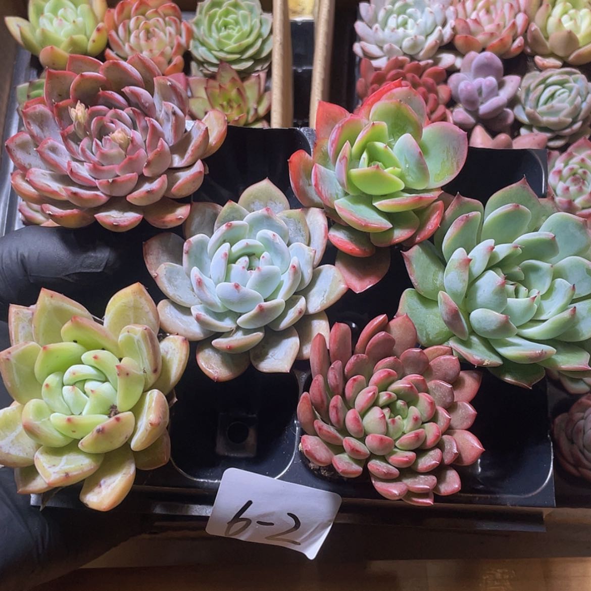 【闪购商品】6颗-2号约5厘米