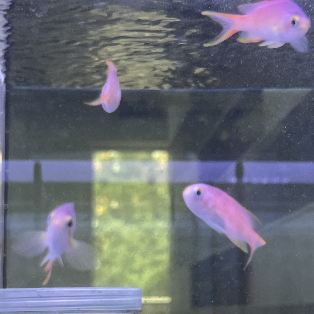 绿光海金鱼观赏鱼颜色丰富群游好养新手适用纯种