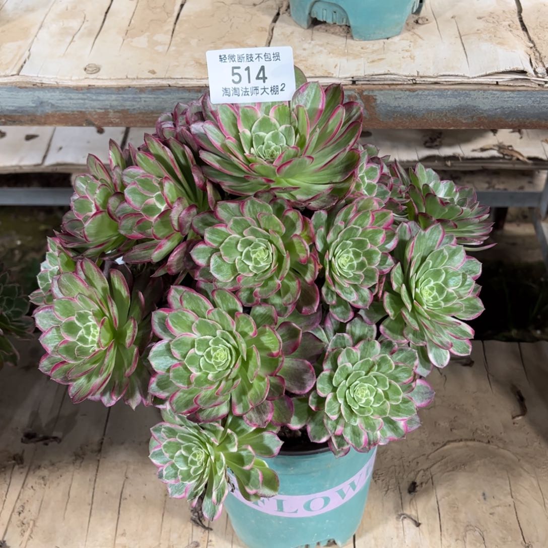 514芙蓉多肉植物法师