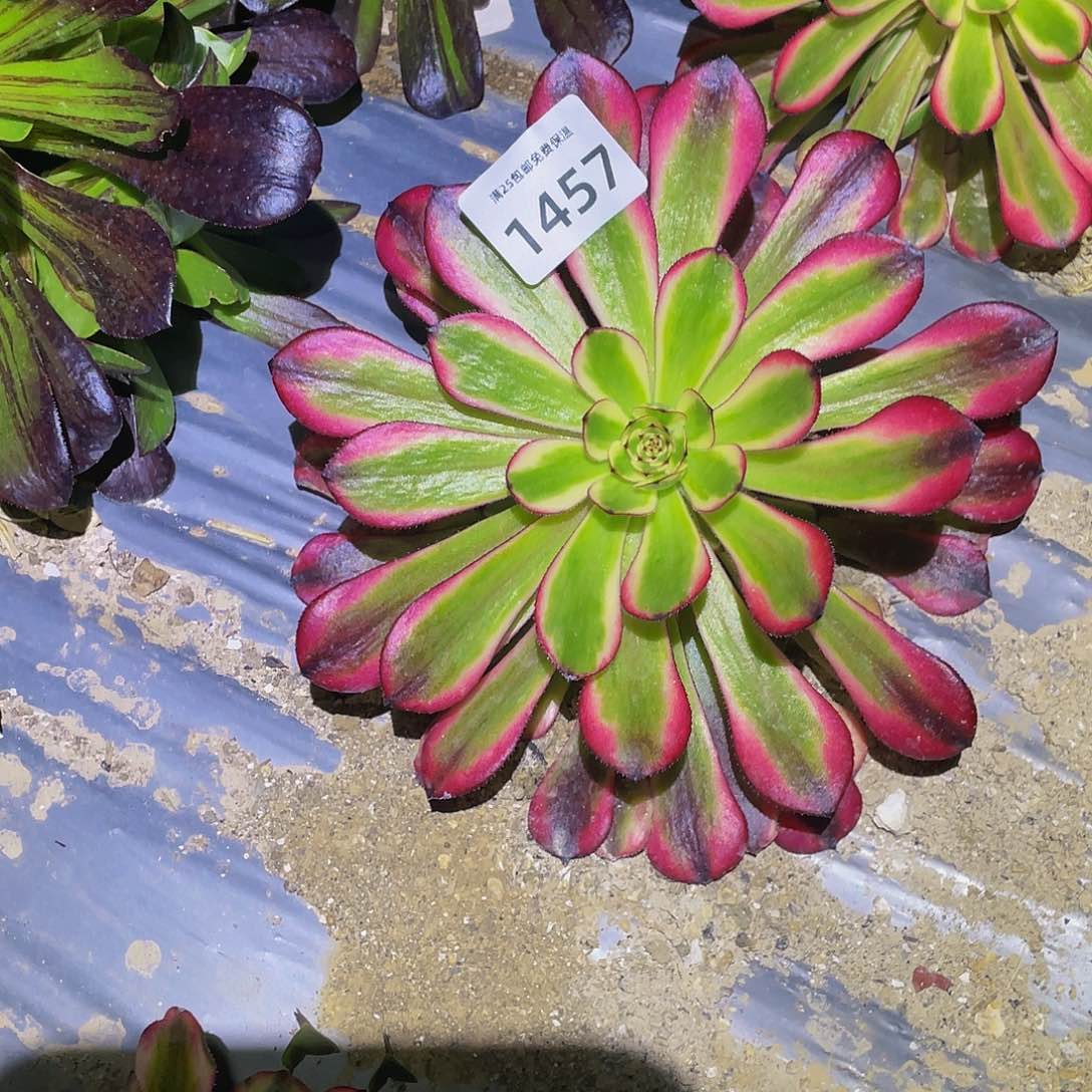 1457女儿红多肉植物