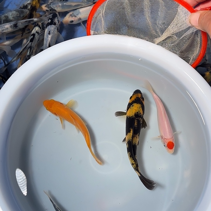 阿***飞锦鲤锦鲤的故事是