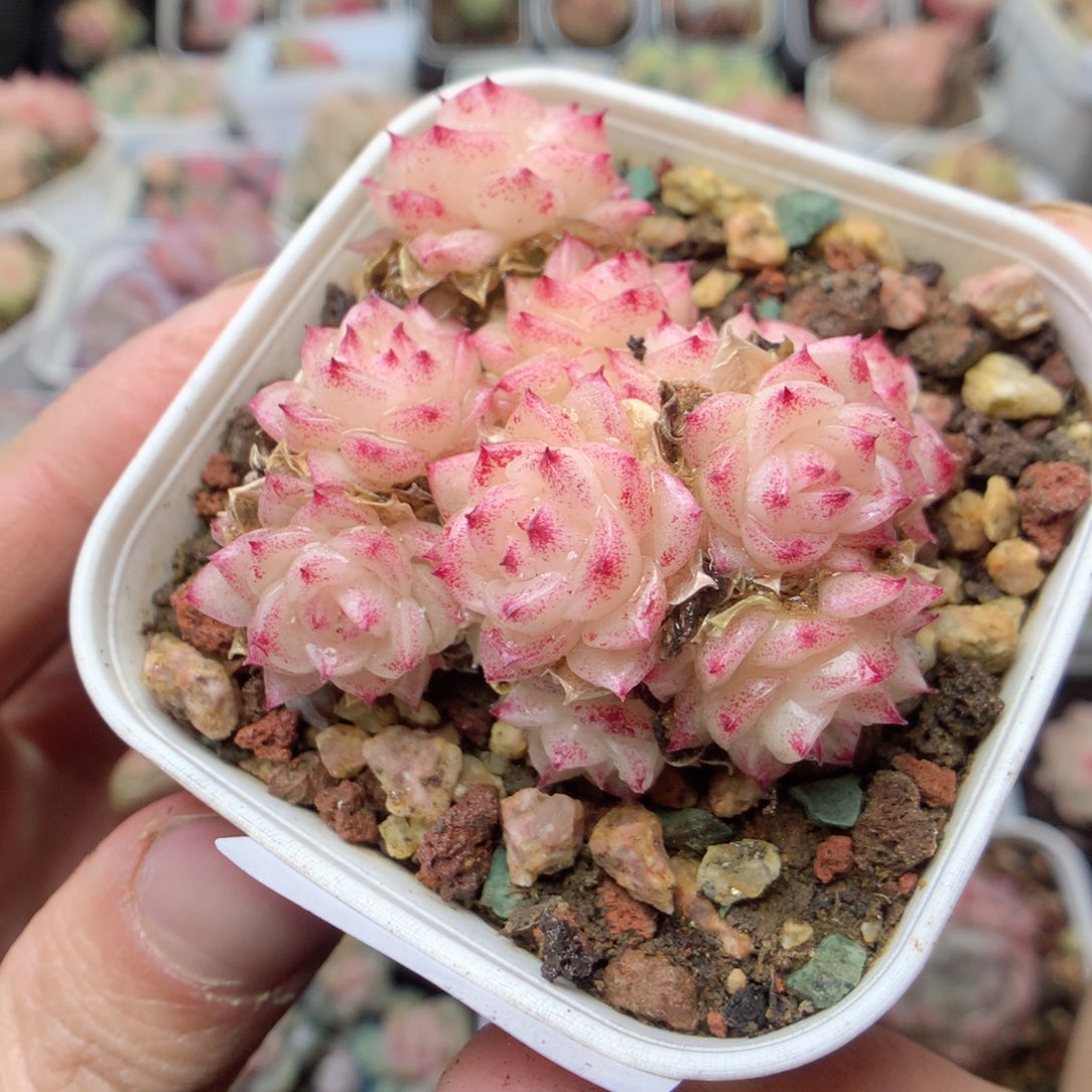 无花朵E9。T15。yyyyyyy