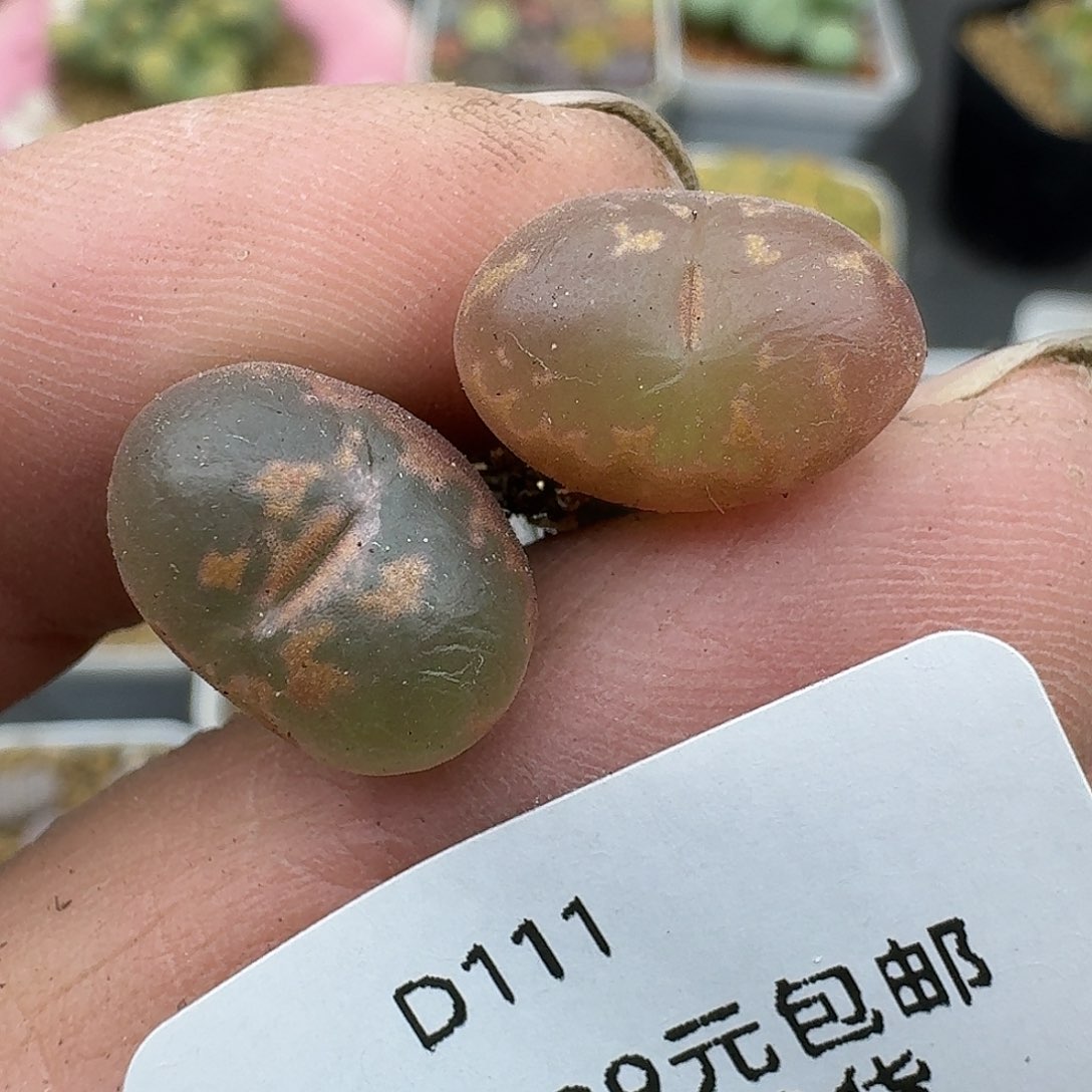 111就好哈哈哈哈哈哈哈哈