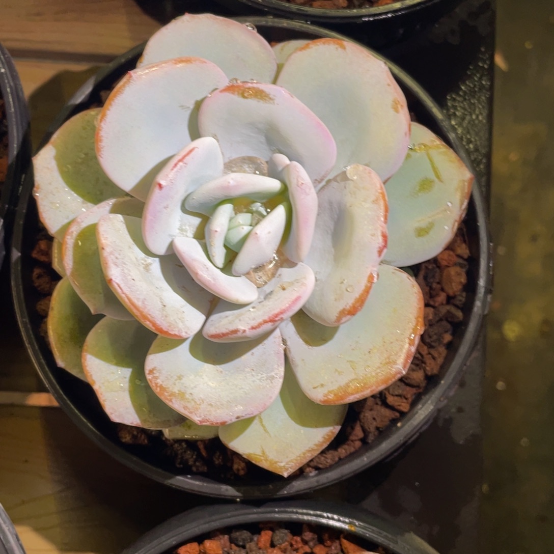 芜***.多肉植物盆栽多肉植物